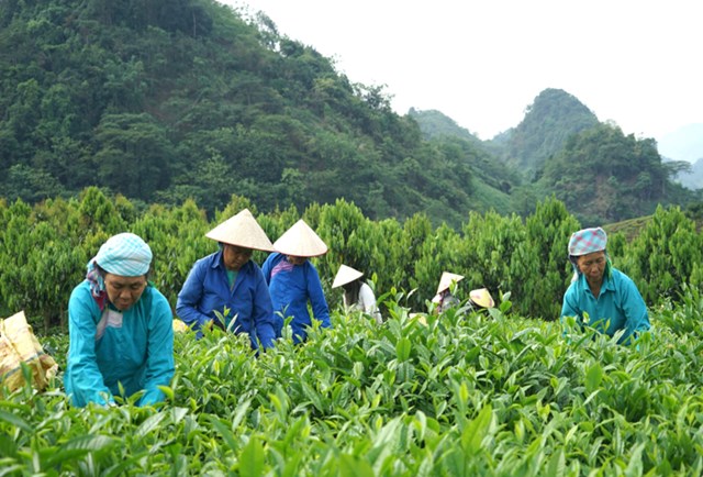 Bà con ở Lùng Vai cứ 40 ngày sẽ thu chè 1 lần, kéo dài từ vụ chè xuân cho đến tận tháng 10. Để đảm bảo hái chè đúng thời vụ, bà con trong thôn thường đổi công cho nhau.