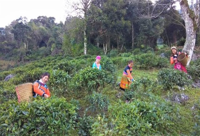 Shan Tuyết Sơn La không chỉ là một thức uống, mà còn là sự kết hợp hoàn hảo giữa khí hậu, đất đai và bàn tay lao động của con người, tạo nên hương vị trà đặc biệt khó quên.