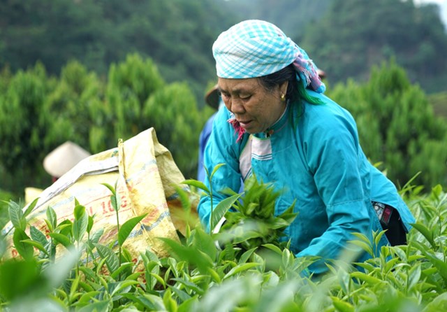 Chè được hái thủ công để giữ nguyên độ tươi và vị thanh thuần khi chế biến. Mỗi vụ chè không chỉ mang lại thu nhập mà còn là dịp để cộng đồng cùng hòa mình vào nhịp sống lao động tràn đầy sức sống giữa thiên nhiên hùng vĩ.