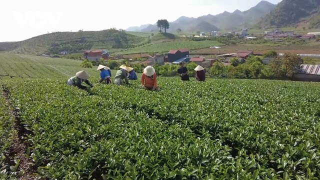 Cao nguyên Mộc Châu hiện có hơn 3.000 héc ta trồng chè.