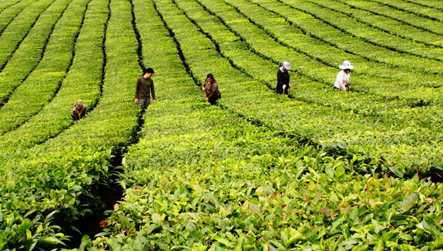 Bước chuyển mình đưa chè Lai Châu vào bản đồ nông sản cao cấp - Ảnh 2