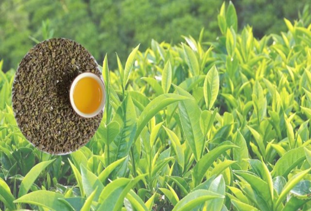 Trà Oolong Kim Tuyên không chỉ là thức uống thơm ngon, hấp dẫn mà còn chứa đựng những giá trị sức khỏe vượt trội nhờ các hợp chất polyphenol, caffeine và vitamin tự nhiên.