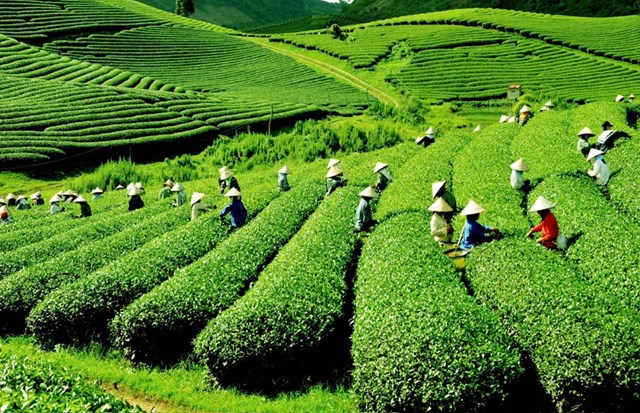 Hiện toàn tỉnh có gần 9.000ha chè. Diện tích chè kinh doanh đạt gần 7.000ha, năng suất chè búp tươi bình quân đạt 73,1 tạ/ha, sản lượng chè búp tươi đạt 45 nghìn tấn/năm.