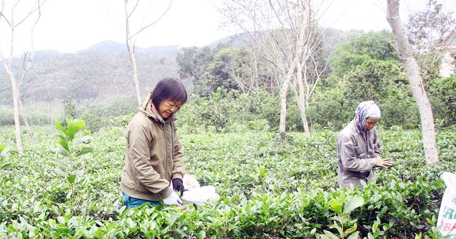 Người dân xã Tràng Xá (Võ Nhai) thu hái chè.