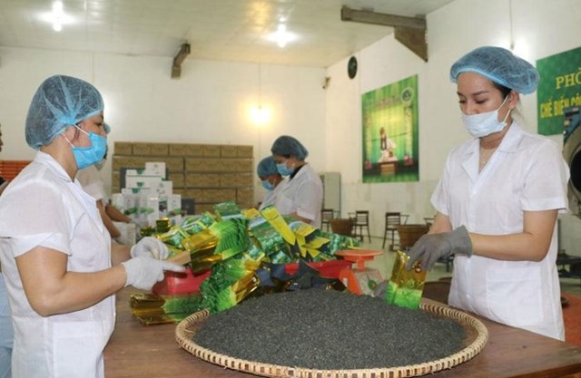 Sở hữu trí tuệ giúp chè Thái Nguyên vươn ra thị trường quốc tế.