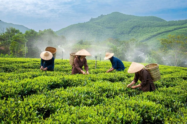 Làm du lịch sinh thái, chè Thái Nguyên nâng tầm giá trị - Ảnh 1