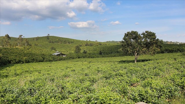 Du lịch đa giác quan: Chìa khóa nâng chuỗi giá trị cho Trà B’Lao - Ảnh 2