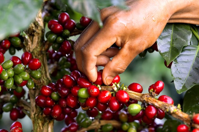 Tiềm năng mới từ vỏ quả c&#224; ph&#234;: Doanh nghiệp L&#226;m Đồng xuất khẩu tr&#224; Cascara sang Nhật Bản - Ảnh 1