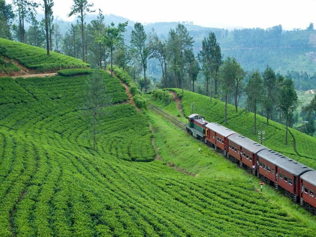 Th&#225;i Nguy&#234;n lọt top điểm đến tuyệt nhất thế giới để thưởng tr&#224; - Ảnh 3