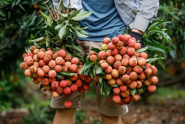 C&#225;c địa phương đẩy mạnh ti&#234;u thụ n&#244;ng sản v&#224;o vụ qua thương mại điện tử - Ảnh 1