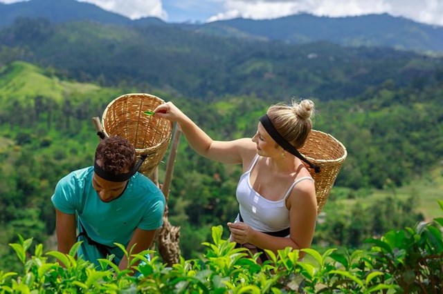 “Tea tour”  - M&#244; h&#236;nh du lịch mới đưa Tr&#224; đến gần hơn với du kh&#225;ch trong v&#224; ngo&#224;i nước - Ảnh 3