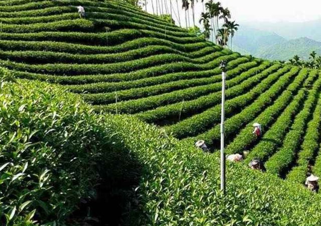Trên cao nguyên Bảo Lộc, Oolong Kim Tuyên chinh phục thế giới bằng hương vị kỳ diệu, kết tinh từ đất trời và tâm huyết con người nơi đây.