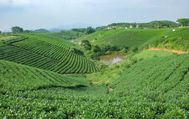 Thái Nguyên, vùng đất trung du miền Bắc Việt Nam từ lâu đã nổi danh với đặc sản chè thơm ngon, mang hương vị đặc trưng không nơi nào sánh được.