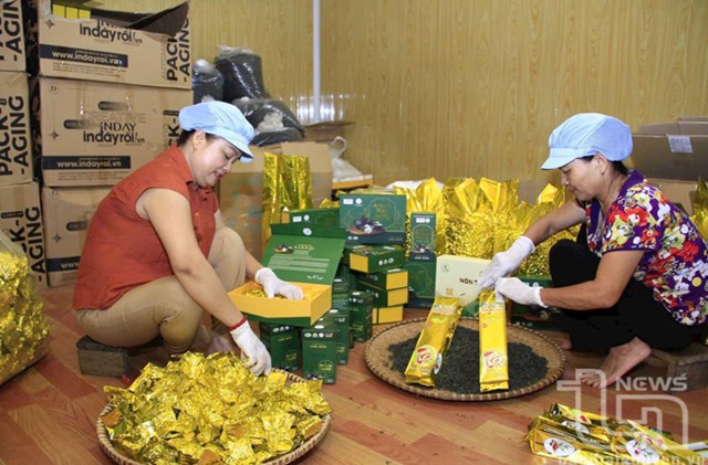 Tân Cương (Thái Nguyên) – vùng chè nổi tiếng với búp xanh ngọc, vị chát dịu, hậu ngọt sâu, biểu tượng văn hóa trà Việt.