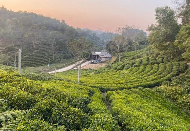 Chuyển đổi số đang làm mới ngành chè Thái Nguyên, từ sản xuất đến tiêu thụ, theo hướng hiện đại và bền vững.
