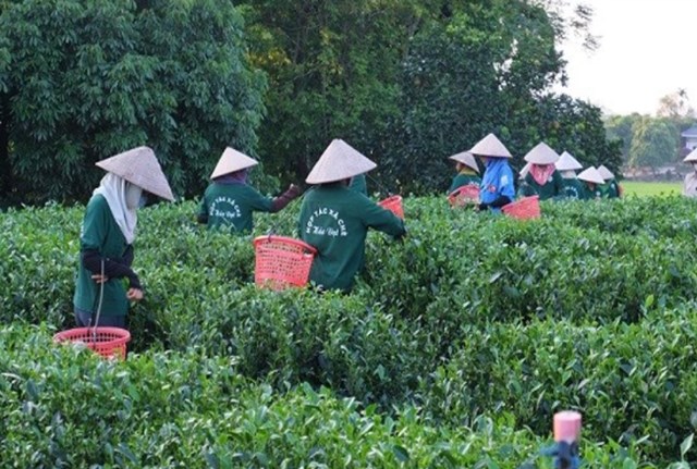 Đối mặt biến đổi khí hậu và đòi hỏi cao về an toàn thực phẩm, ngành chè Việt đang đẩy mạnh canh tác bền vững, hướng tới 70% đạt chuẩn sạch.