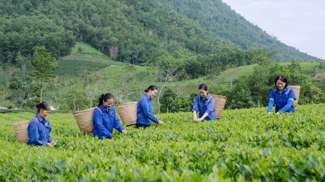 Cơ hội mở rộng thị trường cho chè Việt Nam từ Ngày Chè thế giới tại Quảng Tây - Ảnh 1