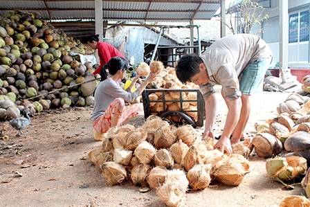 Bản tin n&#244;ng sản 30/5: Miền T&#226;y sẽ c&#243; trung t&#226;m n&#244;ng sản 3.300 ha - Ảnh 1