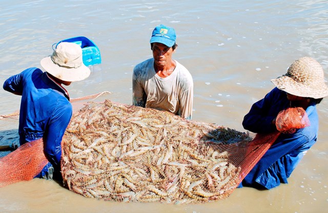 Thu hoạch tôm sú ở tỉnh Bạc Liêu. Ảnh: Nguyên Anh