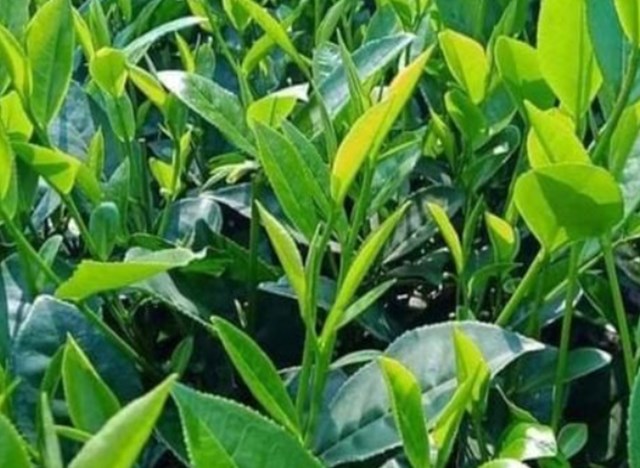 Trà xanh không chỉ là thức uống bổ dưỡng mà còn là nguyên liệu tuyệt vời trong việc chăm sóc tóc.