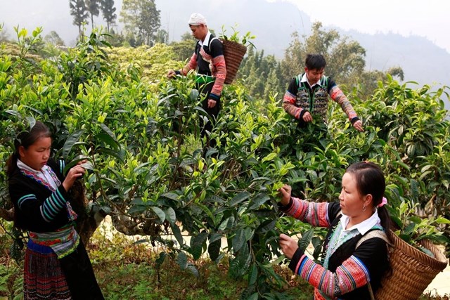 Chè Việt giàu tiềm năng, nhất là Shan Tuyết, nhưng chỉ tỏa sáng khi gắn với công nghệ, tiêu chuẩn hóa và chiến lược thương hiệu rõ ràng.
