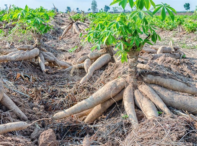 Phát triển xăng sinh học E10: Cơ hội đa dạng hóa đầu ra cho ngành sắn nội địa - Ảnh 1