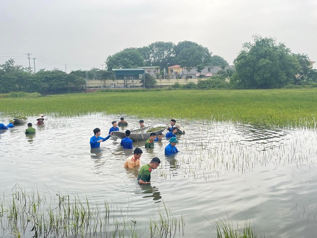 Đ&ocirc;ng đảo đo&agrave;n vi&ecirc;n thanh ni&ecirc;n, c&aacute;c chiến sĩ dầm m&igrave;nh gi&uacute;p d&acirc;n gặt l&uacute;a.