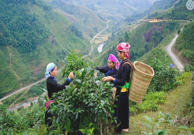 Lào Cai với địa hình, khí hậu và độ cao lý tưởng, thuận lợi canh tác chè hữu cơ an toàn, thân thiện môi trường, đáp ứng xu hướng toàn cầu.