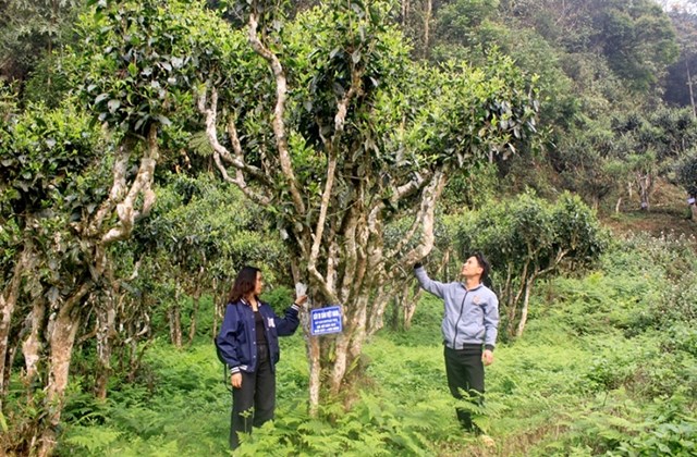 Việt Nam là xứ sở trà lâu đời với nhiều giống chè quý, đặc biệt là chè Shan Tuyết cổ thụ “quốc bảo” giữa đại ngàn.