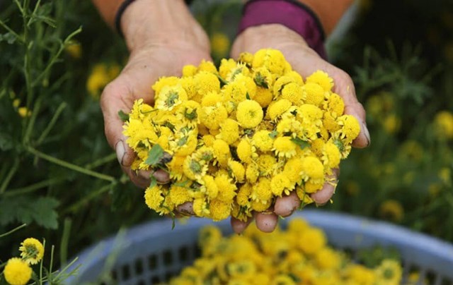 Cúc chi nhỏ, cánh mỏng, vị hơi đắng, hậu ngọt, tính mát cao, thích hợp pha trà uống quanh năm, đặc biệt mùa hè.