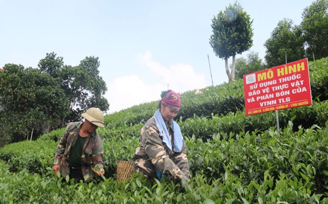 Người dân xóm Làng Cả (xã Văn Hán, Đồng Hỷ) thu hái chè lai giống LDP1 chính vụ.