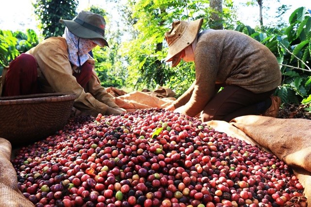 Cà phê là một trong những mặt hàng nông sản có giá xuất khẩu cao nhất. Ảnh minh họa