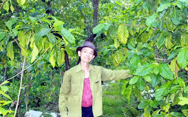 Ông Nguyễn Khắc Bối và vườn cây nhàu bắt đầu vào hè cây đang ra hoa, kết trái