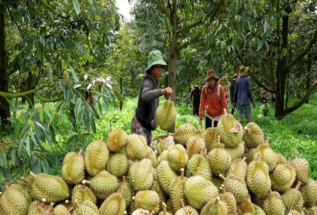 Với gần 180.000 ha trồng sầu riêng (gấp 6 lần so với trước) và sản lượng đạt khoảng 1,5 triệu tấn, Việt Nam đang đứng trước cơ hội lớn để đưa sầu riêng trở thành ngành hàng chủ lực mang tính chiến lược.