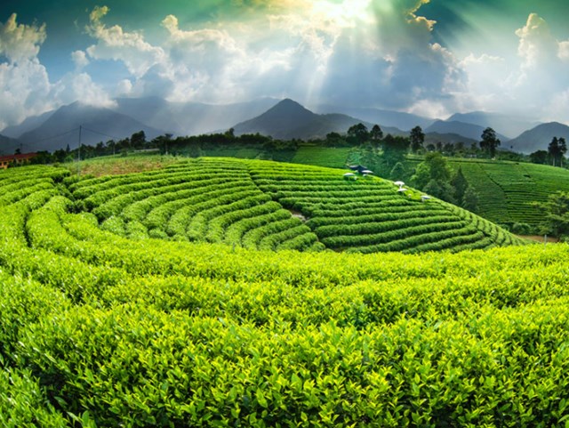 Muốn chè Thái Nguyên vươn tầm, cần chiến lược truyền thông bài bản, minh bạch quy trình, ứng dụng công nghệ và kết nối sâu rộng với người tiêu dùng. Ảnh minh họa