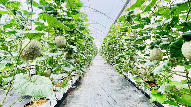OCOP: Hướng đi bền vững cho n&ocirc;ng nghiệp v&agrave; n&ocirc;ng th&ocirc;n mới. &nbsp;