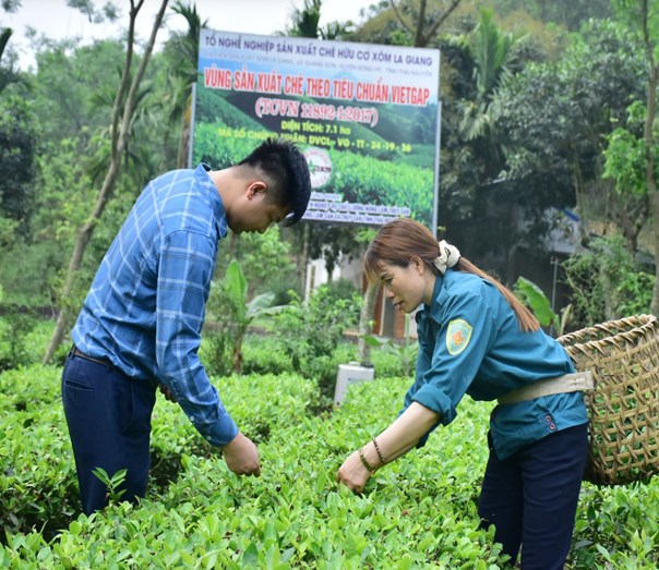 Gia đình chị Vi Thị Phương vẫn giữ hơn 3.000m² chè trung du, canh tác theo tiêu chuẩn VietGAP, định hướng sản xuất hữu cơ.