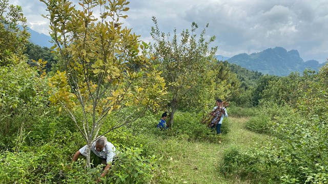 Nắng n&#243;ng k&#233;o d&#224;i, ảnh hưởng ch&#232; Shan tuyết, c&#224; ph&#234; Arabica v&#224; mắc ca của Điện Bi&#234;n - Ảnh 2