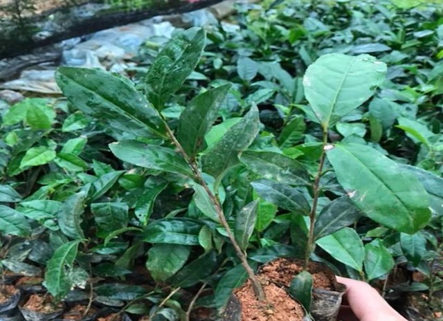 Chè TRI 777 giống chè lai đầu tiên tại Thái Nguyên lại ghi điểm với màu nước xanh trong, vị dịu và năng suất cao.