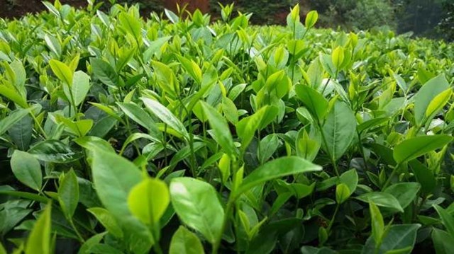 Kim Tuyên giống chè lai Đài Loan, hợp thổ nhưỡng Thái Nguyên, cho búp chất lượng cao, tạo nên trà ngon thượng hạng.