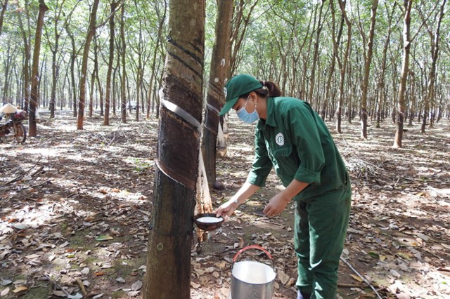 Bản tin n&#244;ng sản 8/6: Gi&#225; gạo tăng tại c&#225;c trung t&#226;m xuất khẩu nhờ nhu cầu mạnh - Ảnh 2