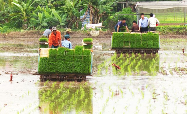 Bản tin n&#244;ng sản 8/6: Gi&#225; gạo tăng tại c&#225;c trung t&#226;m xuất khẩu nhờ nhu cầu mạnh - Ảnh 4