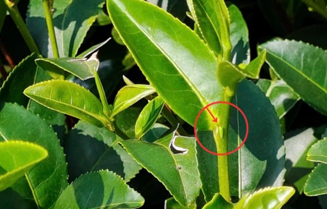 Trà Đông Phương Mỹ Nhân thu hoạch khi bị rầy xanh chích hút, kích thích lá sản sinh flavonoid, terpenoid và geraniol, cải thiện sức khỏe da từ tế bào.