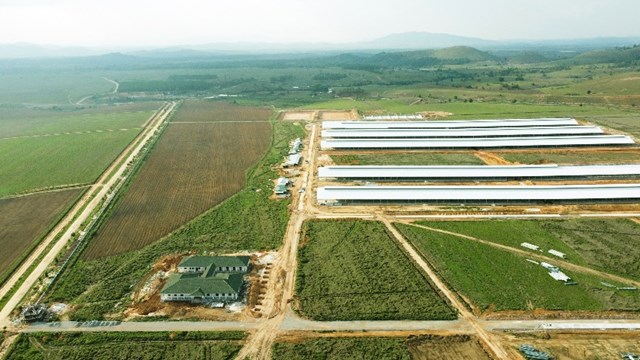 Si&ecirc;u trang trại L&agrave;o Jagro tại L&agrave;o với quy m&ocirc; l&ecirc;n đến 100.000 con b&ograve; &nbsp;