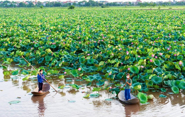 Bản tin n&#244;ng sản 11/6: N&#244;ng d&#226;n ứng ph&#243; với gi&#225; vật tư tăng cao - Ảnh 3