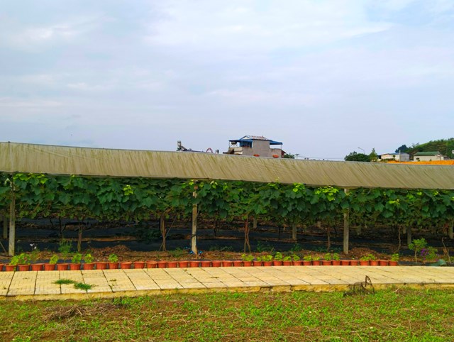 Vườn nho đang chuẩn bị thu hoạch của HTX được đầu tư hệ thống tưới tự động. ảnh A Trứ