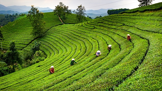 Định hướng tích hợp đa giá trị từ mô hình sản xuất chè gắn với du lịch sinh thái - Ảnh 1
