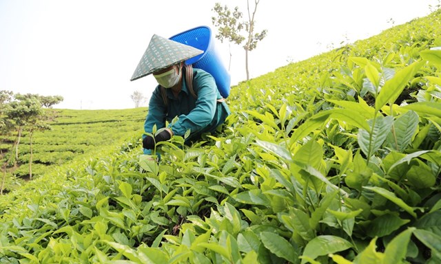 Nông dân Mường Khương thu hoạch chè.