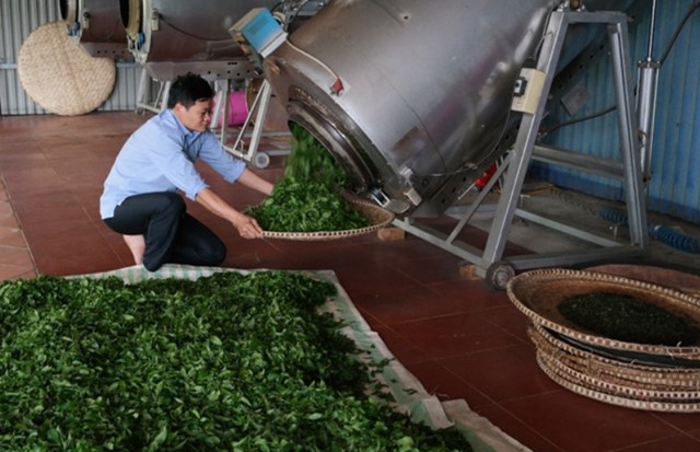 Doanh nghiệp là mắt xích quyết định giá trị chè, giúp phân biệt chè thật – giả qua đầu tư công nghệ và truy xuất nguồn gốc. Ảnh minh họa