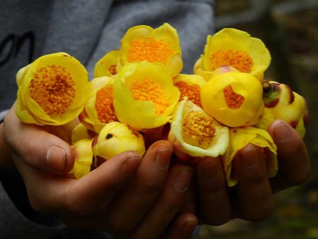 Năm 2016, trà hoa vàng Thạch Châu đã được đăng ký trình tự mã vạch AND trên Ngân hàng gen Quốc tế bởi TS Trần Hồ Quang (Viện Công nghệ sinh học – Viện Hàn lâm khoa học và Công nghệ Việt Nam), đánh dấu loại trà này mới chỉ phát hiện duy nhất vùng Tây Nguyên, Việt Nam. 